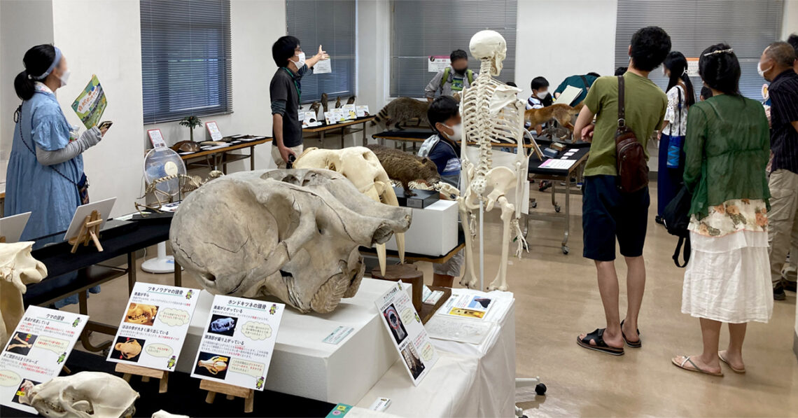 展示の様子