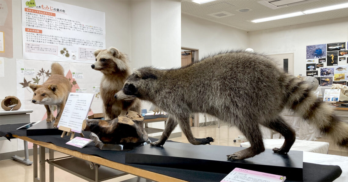 展示の様子